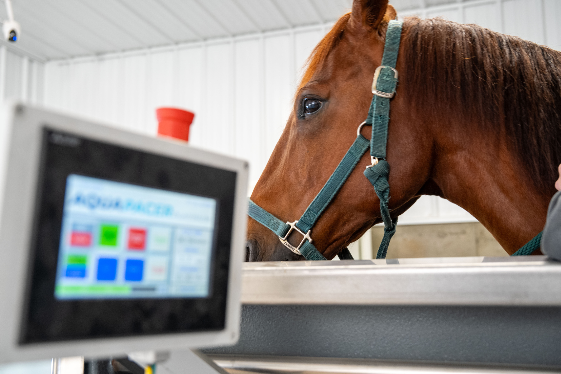 Equine Underwater Treadmill System